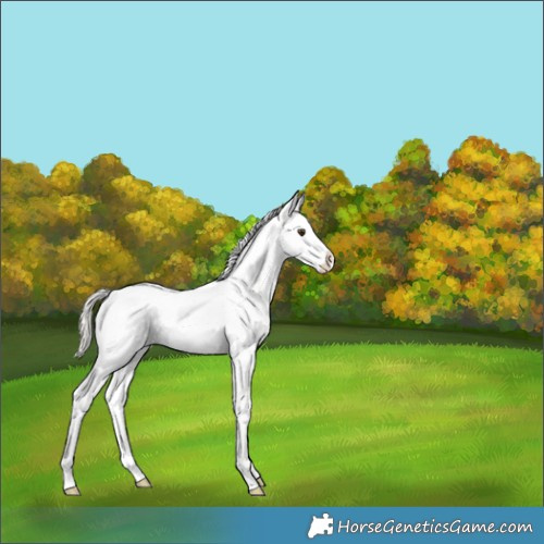 Horse Color:Silver Bay Ice Roan Dun Splash Near Leopard 