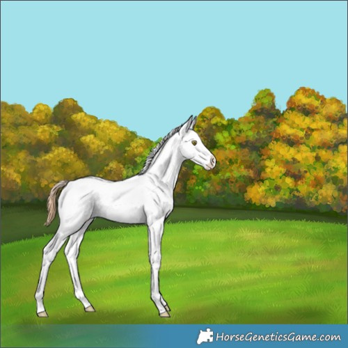 Horse Color:Bay Pearl Dun Splash Appaloosa 