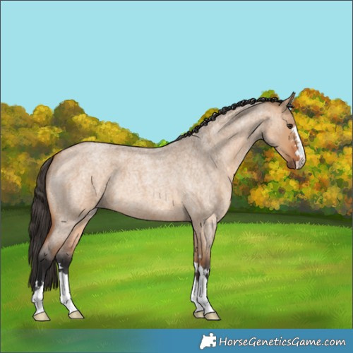 Horse Color:Bay Roan Dun 