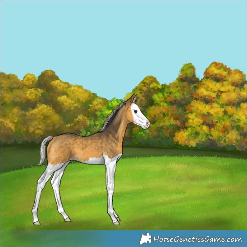 Horse Color:Silver Buckskin Splash 