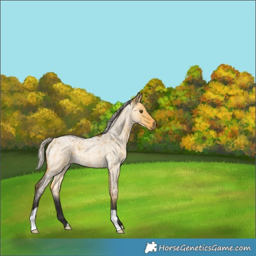 Horse Color:Silver Buckskin Roan Dun 