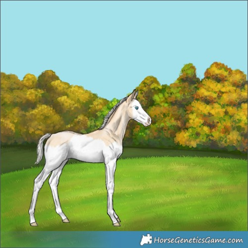 Horse Color:Silver Buckskin Ice Pearl Splash 