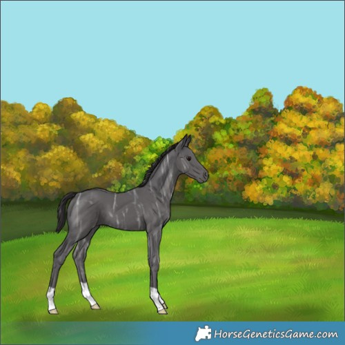 Horse Color:Smoky Black Ice 