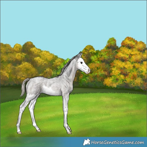Horse Color:Silver Smoky Blue Ice Roan Splash 