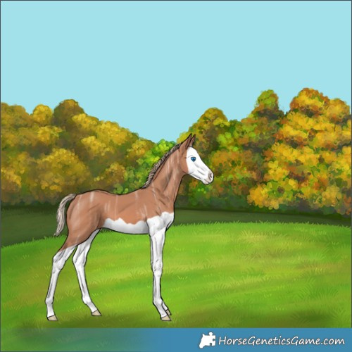 Horse Color:Chestnut Ice Splash 