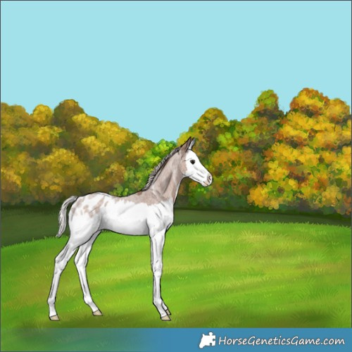 Horse Color:Silver Blue Ice Roan Splash Appaloosa 