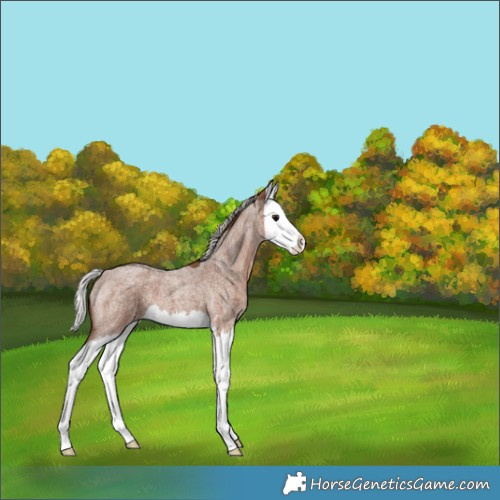 Horse Color:Silver Blue Roan Splash 