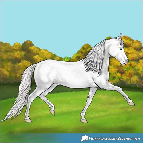 Horse Color:Silver Buckskin Roan Pearl Dun Splash Appaloosa 