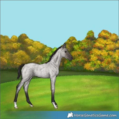 Horse Color:Smoky Grullo Roan 
