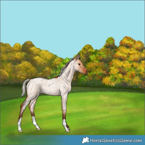 Horse Color:Silver Bay Roan Dun 
