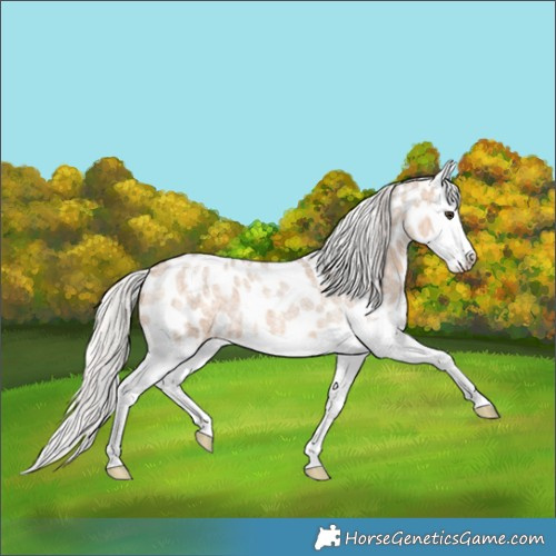 Horse Color:Silver Brown Roan Dun Splash Appaloosa 