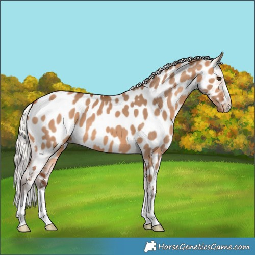 Horse Color:Silver Bay Dun Appaloosa 