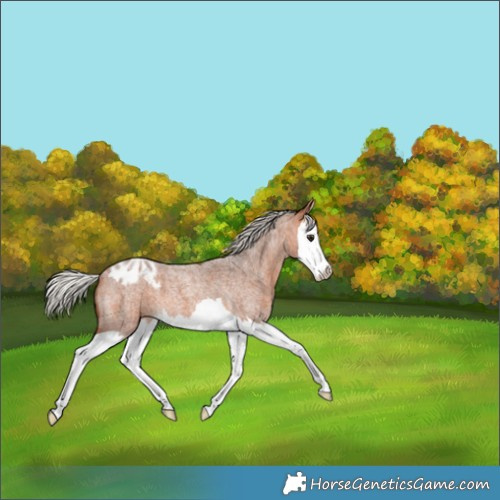 Horse Color:Silver Bay Roan Splash Appaloosa 