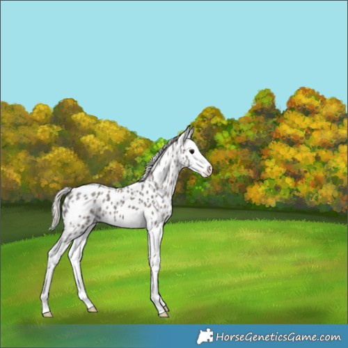 Horse Color:Silver Smoky Black Ice Splash Appaloosa 
