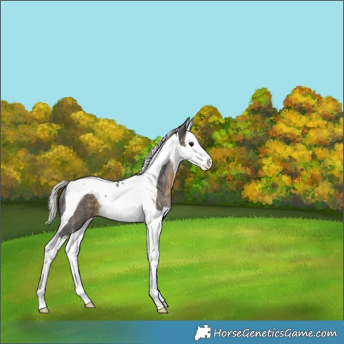 Horse Color:Silver Smoky Black Ice Splash Tobiano 