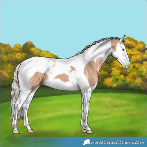 Horse Color:Silver Brown Ice Dun Splash Tobiano 
