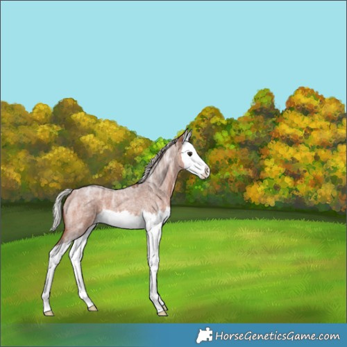 Horse Color:Silver Brown Ice Roan Splash Appaloosa 