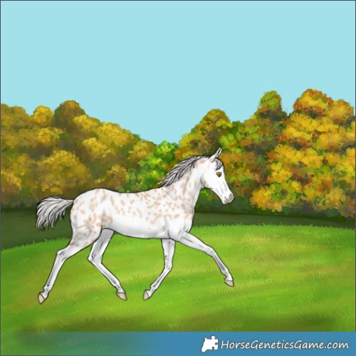 Horse Color:Silver Bay Pearl Dun Splash Appaloosa 