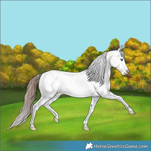 Horse Color:Bay Dun Splash Appaloosa 