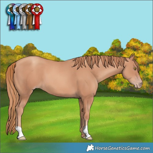 Horse Color:Gold Champagne 