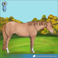 Horse Color:Gold Champagne 