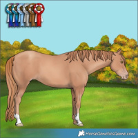 Horse Color:Gold Champagne 