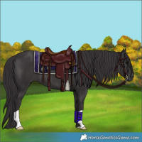 Horse Color:Smoky Black 