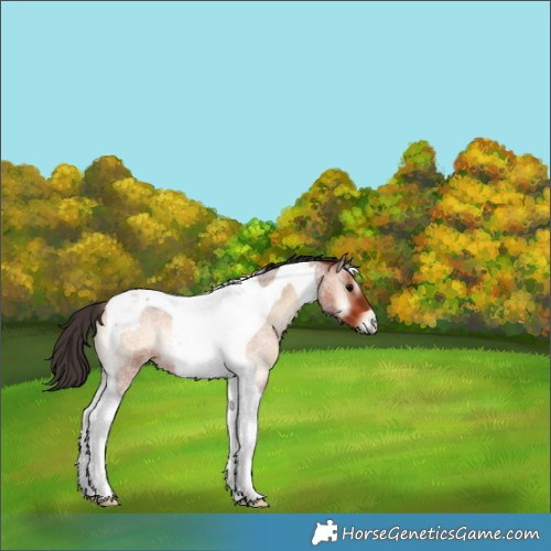Horse Color:Bay Roan Onyx Tobiano 