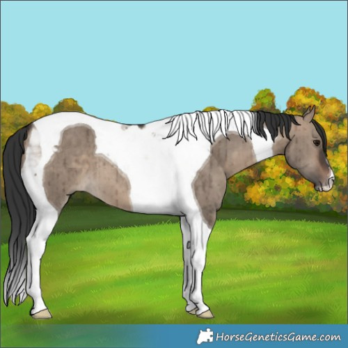 Horse Color:Brown Dun Tobiano Brindle 