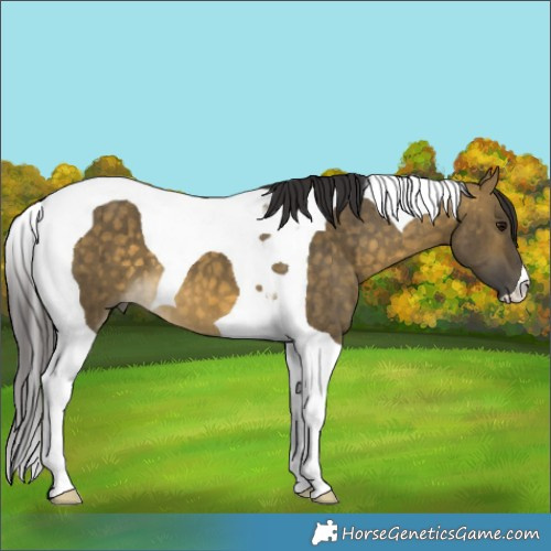Horse Color:Buckskin Dun Tobiano Brindle 