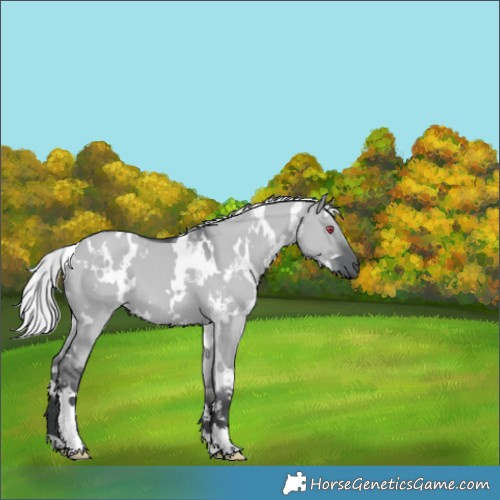 Horse Color:White Spotted Silver Grullo Chinchilla 