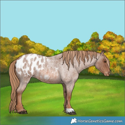 Horse Color:Red Roan Blanket 