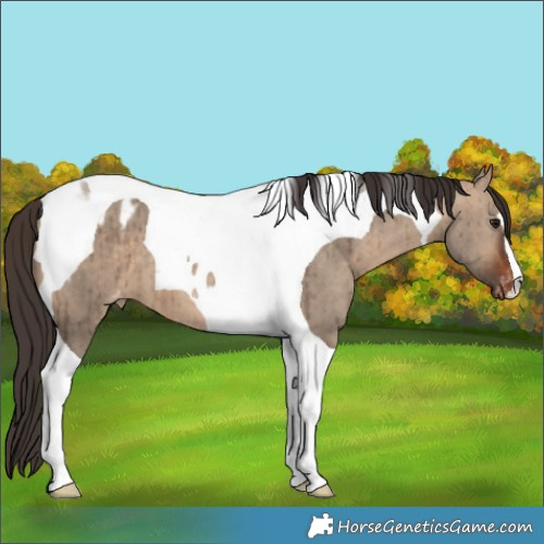 Horse Color:Brown Dun Tobiano Appaloosa Brindle