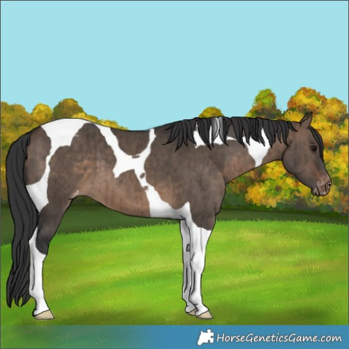 Horse Color:Brown Dun Tobiano Appaloosa Brindle