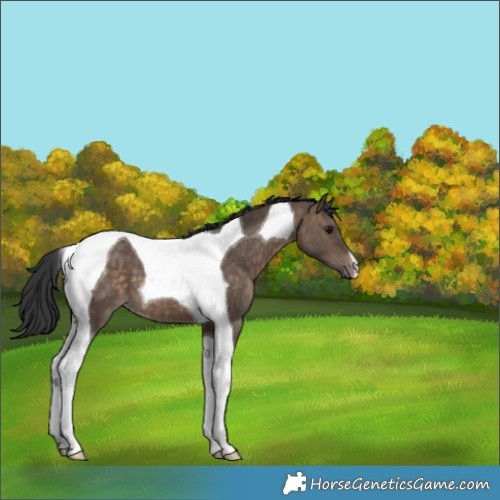 Horse Color:Brown Dun Tobiano Brindle 