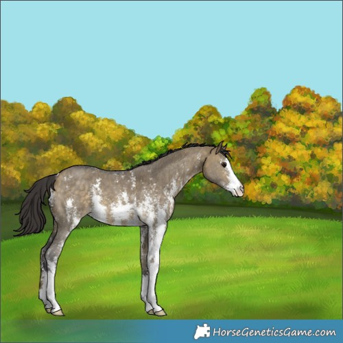 Horse Color:Buckskin Dun Sabino