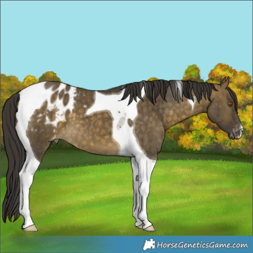 Horse Color:Buckskin Dun Tobiano Appaloosa Brindle