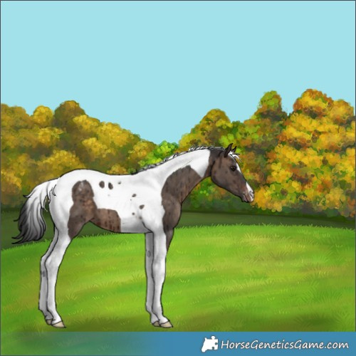 Horse Color:Brown Dun Tobiano Appaloosa Brindle