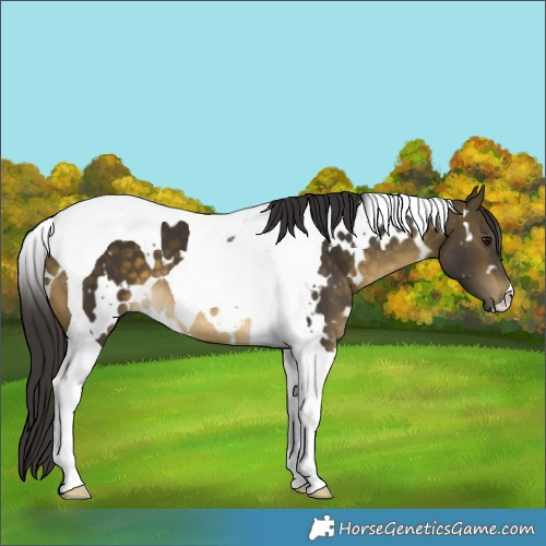 Horse Color:White Spotted Buckskin Tobiano 