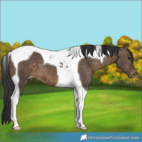 Horse Color:Brown Dun Tobiano Appaloosa Brindle