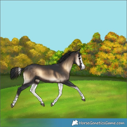Horse Color:Brown Onyx 