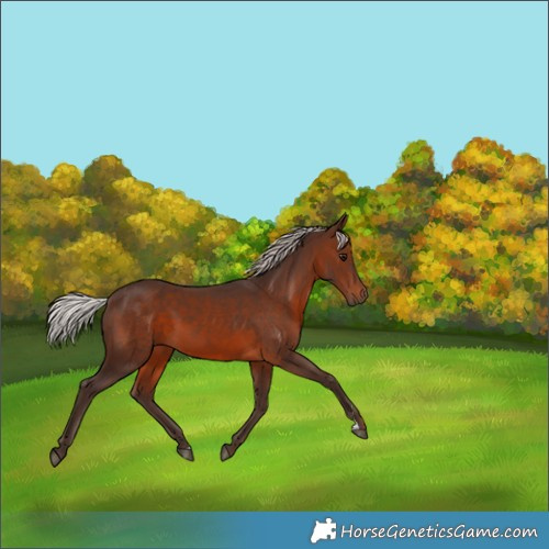 Horse Color:Silver Brown 