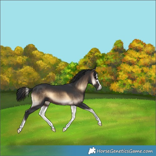 Horse Color:Brown Onyx 