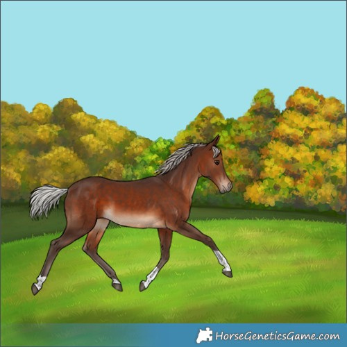 Horse Color:Silver Brown Tobiano Rabicano 