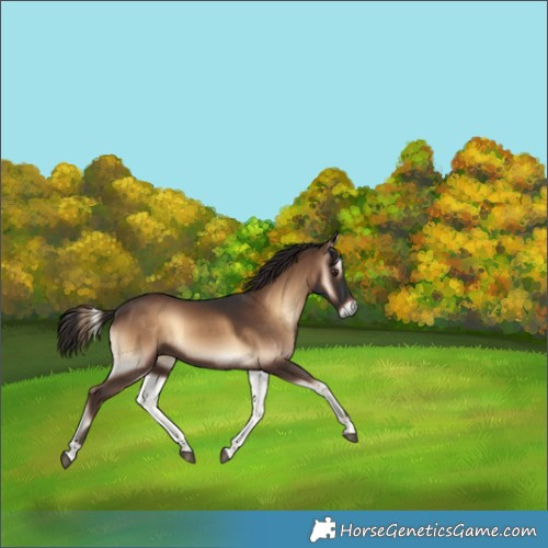 Horse Color:Liver Red Onyx 