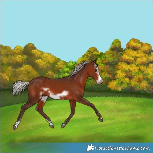 Horse Color:Silver Brown Sabino Frame 