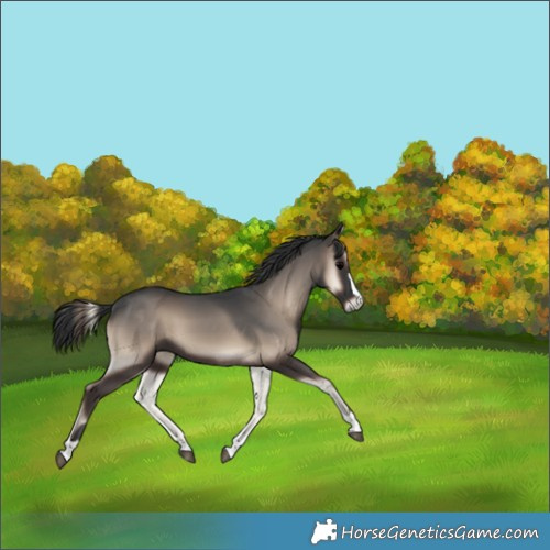 Horse Color:Blue Onyx 