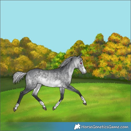 Horse Color:Silver Brown Chinchilla 