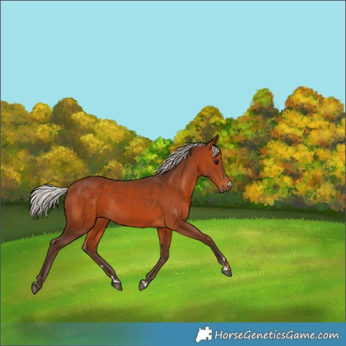 Horse Color:Silver Brown Rabicano 
