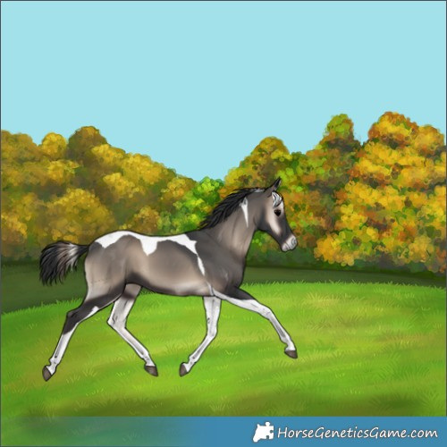 Horse Color:Blue Onyx Tobiano 